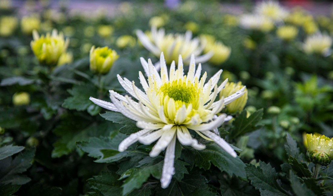 【头条】赏金秋菊展，品陈仓美...